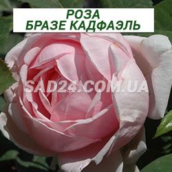 Саженцы английской розы Бразе Кадфаэль