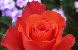 Чайно-гибридные розы сорта Голд Перл Штейн