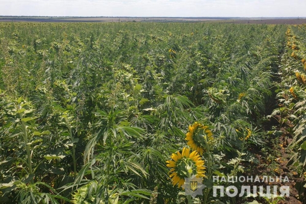 Операция «Мак-2020»: полицейские ликвидировали почти 300 гектаров незаконных посевов наркосодержащих растений