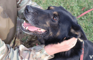 Деталі роботи кінологів на Волині: наркоканали та нелегальні сюрпризи