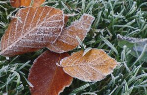 На Волині прогнозують заморозки