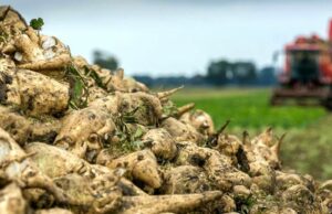 (Українська) Початок сезону цукроваріння на Волині: Гнідавський завод розпочав роботу