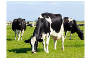 Власники селянських господарств з трьома коровами і більше мають право на дотації