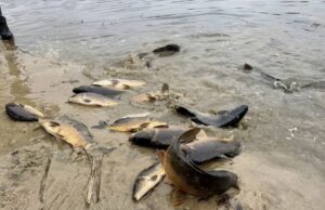 (Українська) У Нововолинському міське озеро запустили 500 кг риби для поліпшення еко-середовища