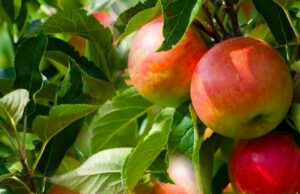 Осінні роботи в саду та городі: що потрібно знати для гарного врожаю