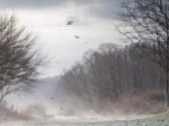 У Волинській області попередження про вітер і заморозки