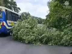 На трасі Н-22 поблизу Цумані впало дерево та перекрило рух На трасі Н-22 поблизу Цумані впало дерево та перекрило рух