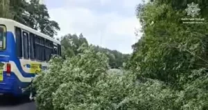На трасі Н-22 поблизу Цумані впало дерево та перекрило рух