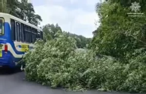 На трасі Н-22 поблизу Цумані впало дерево та перекрило рух
