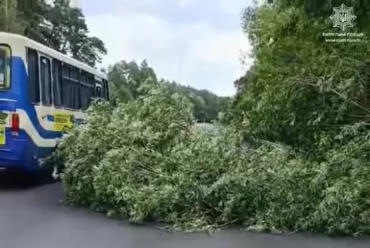 На трасі Н-22 поблизу Цумані впало дерево та перекрило рух