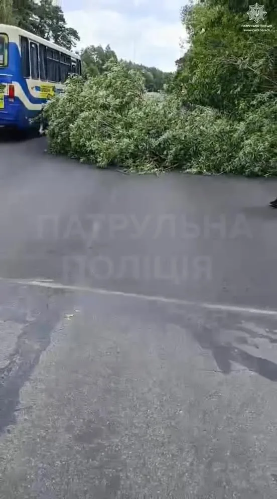 image На трасі Н-22 поблизу Цумані впало дерево та перекрило рух