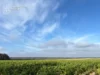 На Волині судитимуть двох братів за незаконне вирощування тютюну