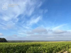 На Волині судитимуть двох братів за незаконне вирощування тютюну