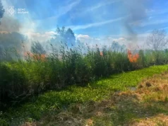 На Волині за добу ліквідували сім пожеж у полях і лісосмугах