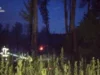 На Волині через спеку спалахнули пожежі біля Рокинь та на Ковельщині