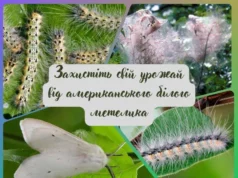 На Волині активізувався американський білий метелик: як захистити дерева На Волині активізувався американський білий метелик: як захистити дерева