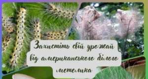 На Волині активізувався американський білий метелик: як захистити дерева