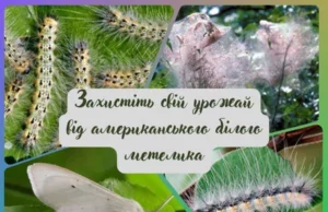 На Волині активізувався американський білий метелик: як захистити дерева