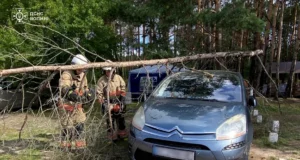 У Соловичах рятувальники прибрали дерево з легкового автомобіля