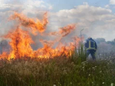 У Луцькому районі за добу загасили чотири пожежі в екосистемах