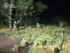 Поблизу села Озерці рятувальники прибрали дерево з дороги