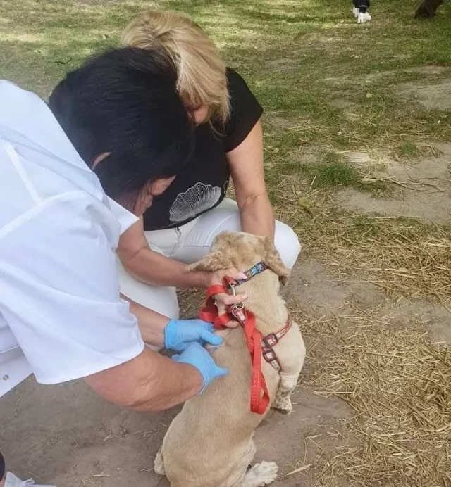 У Нововолинській громаді триває безкоштовна вакцинація тварин від сказу