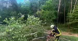 На Волині через сильний вітер дерева перекрили автошляхи