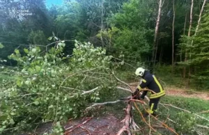 На Волині через сильний вітер дерева перекрили автошляхи