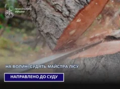 На Волині суд розглядає справу майстра лісу через загибель працівника На Волині суд розглядає справу майстра лісу через загибель працівника