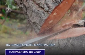 На Волині суд розглядає справу майстра лісу через загибель працівника На Волині суд розглядає справу майстра лісу через загибель працівника