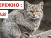 На Ковельщині змінили карантинні обмеження через сказ тварин На Ковельщині змінили карантинні обмеження через сказ тварин
