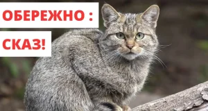 На Ковельщині змінили карантинні обмеження через сказ тварин