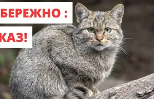 На Ковельщині змінили карантинні обмеження через сказ тварин