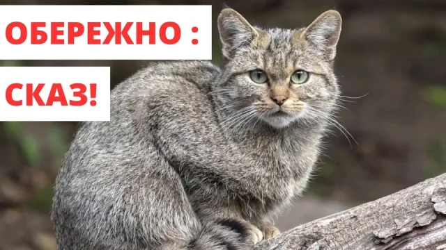 image На Ковельщині змінили карантинні обмеження через сказ тварин