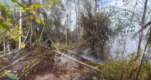 Поблизу села Броди Ратнівської громади загорівся торф